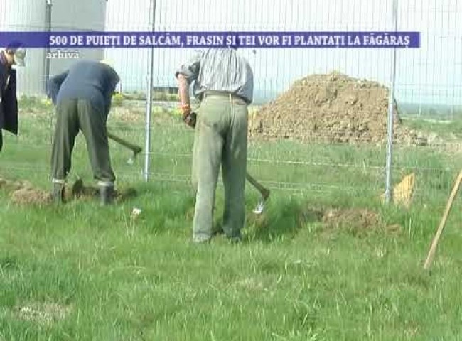 500 de puieți de salcâm, frasin și tei vor fi plantați la Făgăraș – 24 martie 2023