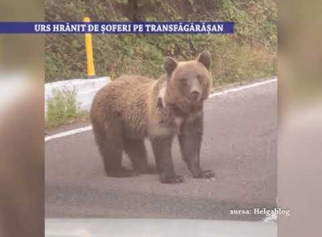 Urs hranit de soferi pe Transfagarasan – 21 septembrie 2022